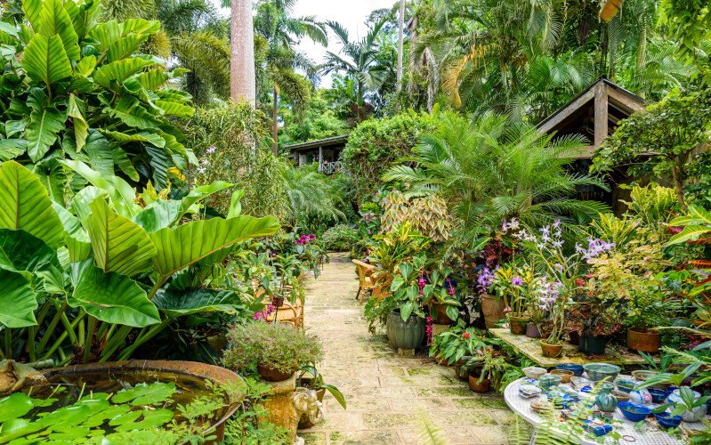 botanical gardens barbados