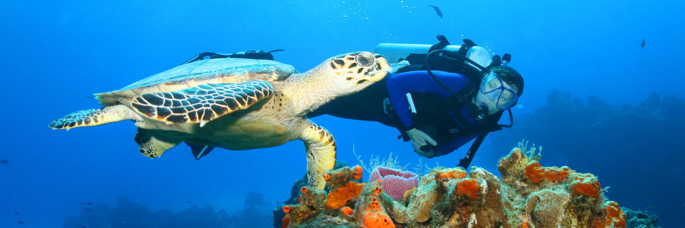 scuba diving with a turtle in the caribbean 