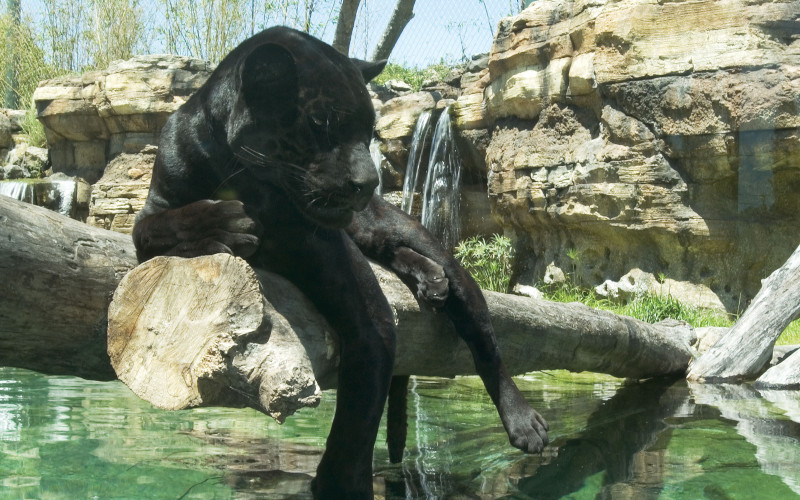 jacksonville zoo with jaguarl florida