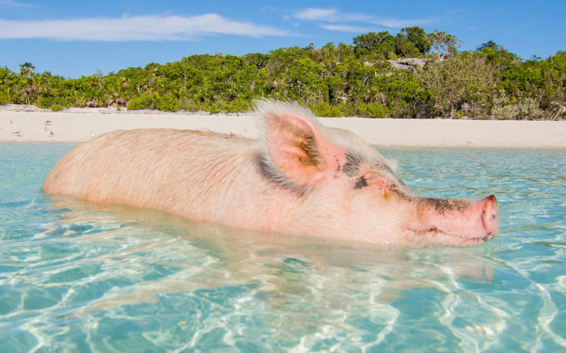 the exumas swimming pigs