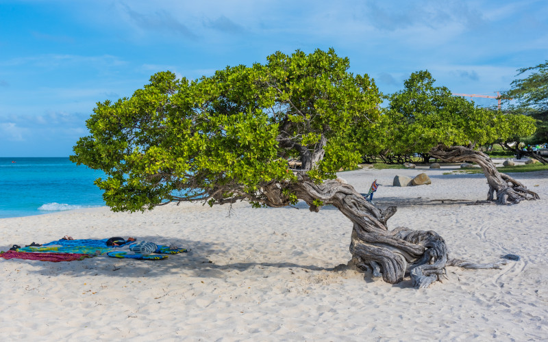 aruba, divi divi tree on eagle beach