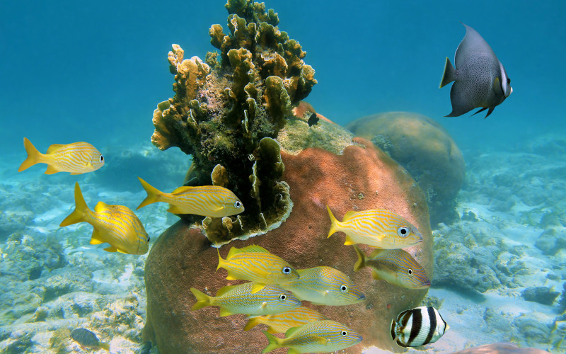 Tropical fish on the reef at Eleuthera harbour island tropical fish eleutheral