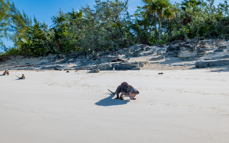 Iguana on Allen's Cay, Great Exuma great exuma iguana allens cay