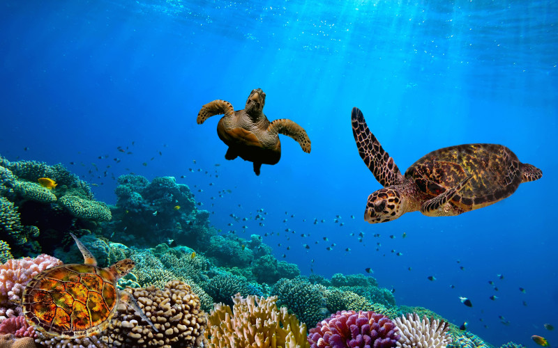 scuba diving in barbados with turtles